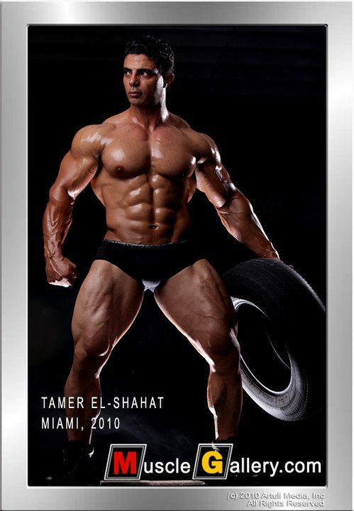  Tamer El Shahat 