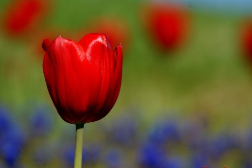 Red Tulip by burakkaraca37