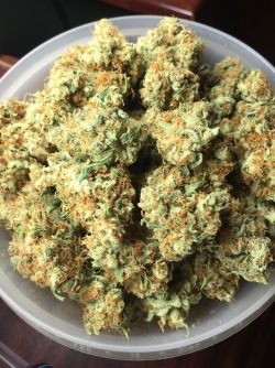 doobiedrewbie:  The best Oregon grown bud