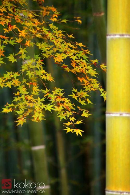 kokorojapanreisen:Aufgenommen Bambushain in Arashiyama