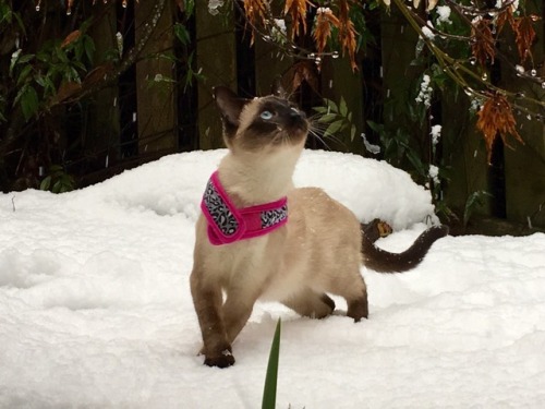 your-obedient-phantom: GUYS LOOK AT MY AUNT’S KITTY SHE’S SUCH A MODEL