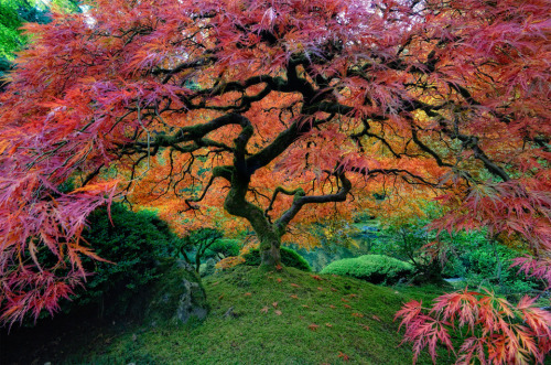 lu-48:  The Most Beautiful Trees in the World Portland Japanese Garden, Portland, Oregon. Photo by unknown. Red maples trees path. Photo by Ildiko Neer. Most beautiful wisteria tree in the world. Photo by Brian Young. Yellow autumn in Central Park, New