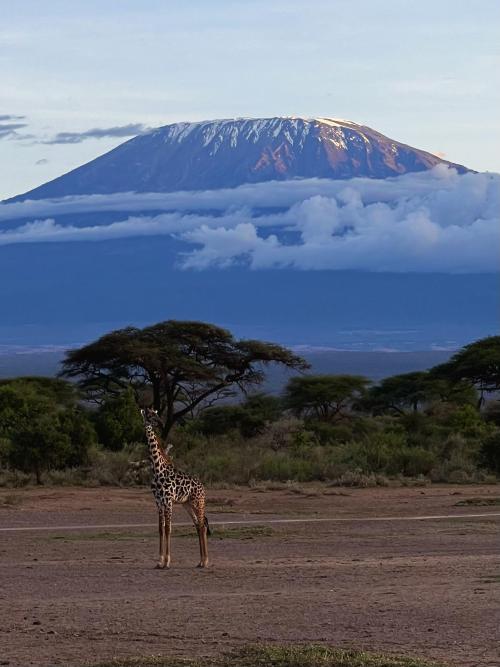 amazinglybeautifulphotography:  Mount Kilimanjaro in Tanzania shot from Amboseli National Park in Kenya. [OC] [1601x2135] - Author: apestuff on reddit