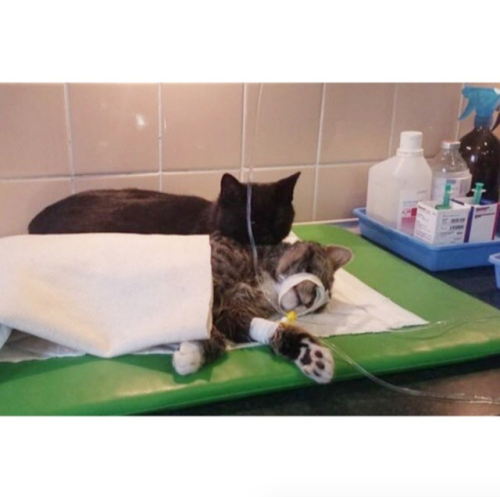 segasister:babyanimalgifs:I guess cats aren’t so cold after allHello Nurse!