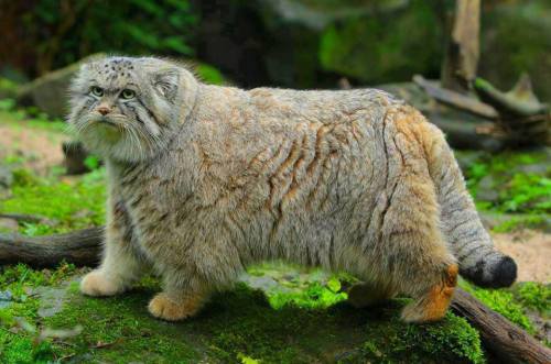 rhamphotheca:  thatscienceguy:  Pallas’s cat, also called the manul, is a small wild cat of central Asia.  I really wish people would stop taking pictures of me and posting them on the internet without my permission. 