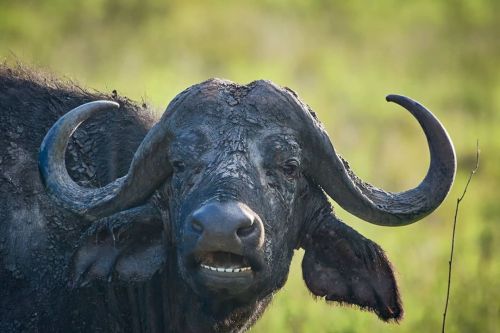 Cape buffalo | Masai Mara | Kenya The African buffalo or Cape buffalo is a large sub-Saharan African