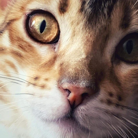 Ojos de gato bengalí, curiosidades