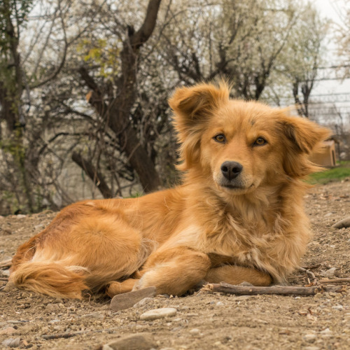 street dog, age unknown, Grigori Lortkipanidzi Street • ქუჩის ძაღლი, ასაკი უცნობია, გრიგოლ ლორთქიფან