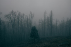 goodoldfreshair:  "Nobody looks good in their darkest hours. But its those hours that make us what we are" A Lonely Tree on Flickr. nathan farber photography 