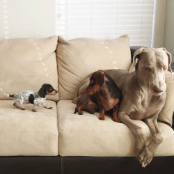 awesome-picz:    Two Dogs Get A New Puppy And Now They’re The Best Sleeping Buddies Ever. 