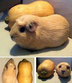 cute-overload:  They Named the Squash “Guinea
