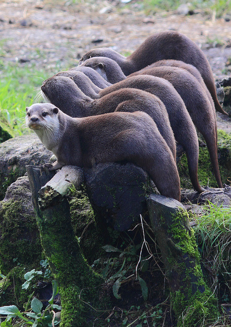thepredatorblog:  Asian small clawed otters (by Mallyaffe) 