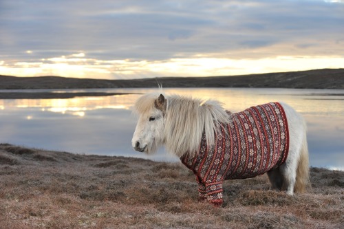 photos by rob mcdougall of shetland ponies, named fivla and vitamin, wearing cardigans knitted by do