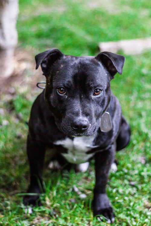 handsomedogs:  Oso |   Eduardo Spencer  