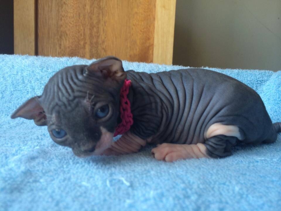 chubbylilcubby:  SCREAMING LOOK AT THESE NEW PICTURES OF MY ADORABLE ADORABLE ADORABLE