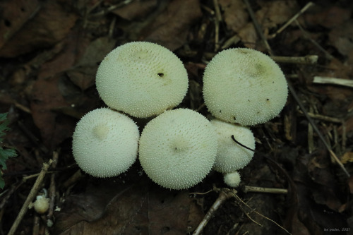 vandaliatraveler:I don’t really get excited about mushroom hunting until late in the summer, w