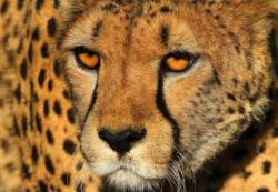 coffeenuts:  Cheetah portrait by Rainer Leiss - http://ift.tt/1e7Wflf 