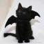 kitty-katxox