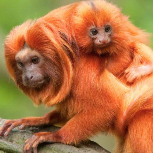 monkeyoftheday: Today’s Monkey of the Day is: Golden Lion Tamarins from the Atlantic coastal forests