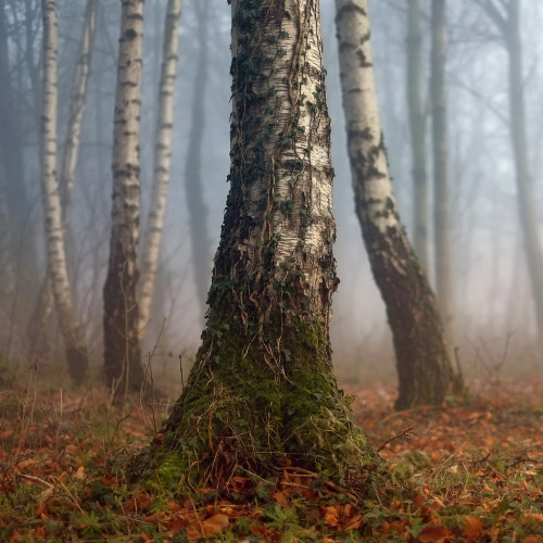 darkface: Hobbit Tree (by Andrew Lockie)