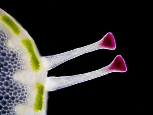 tangledwing:Sonchus asper (spiny sowthistle) flower stem section (150x). Gerd GüntherD&uum