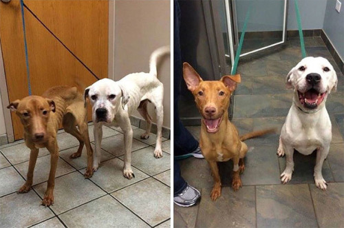 ADOPTA, NO COMPRES.