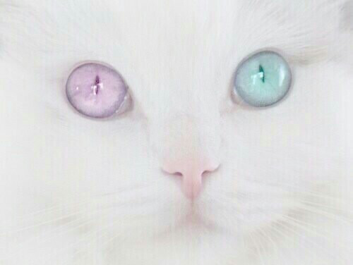 triangulobscuro: kawaiiblackcat083:  Follow for more kawaii stuff~●w●  soft grunge | seapu