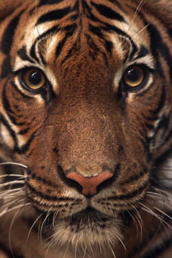 v-ersatility:  Maleise Tiger | Source     