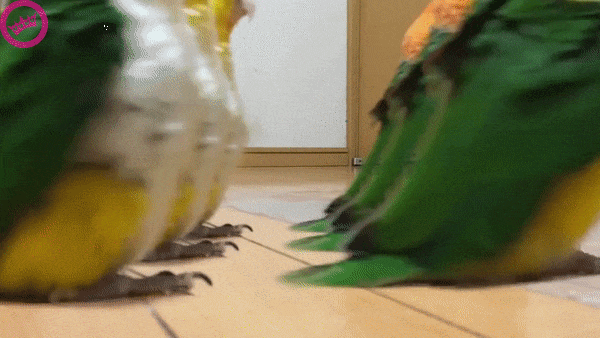 GIF87a