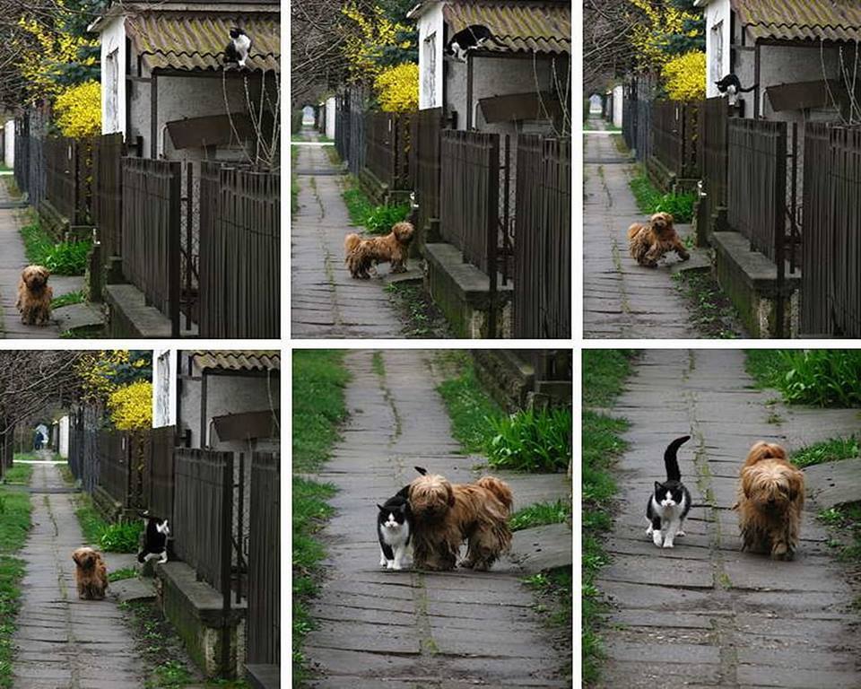 awwww-cute:  Every day at the same time, she waits for him,he comes - and they go