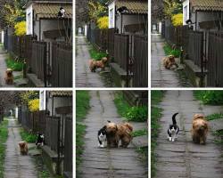 awwww-cute:  Every day at the same time, she waits for him,he comes - and they go for a walk (Source: http://ift.tt/1fBImhC)
