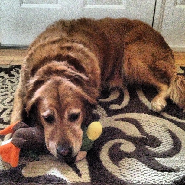 Best part about going over to mom&rsquo;s. Like her more than most humans. #baby