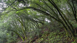 steepravine:  Wet, Green Paradise (Marin,