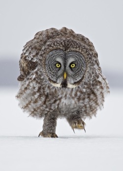 jbxlightyear:  0ce4n-g0d:  Great Grey Owl - Stalking Me! by Rick Dobson on 500px   Via | Paradox 