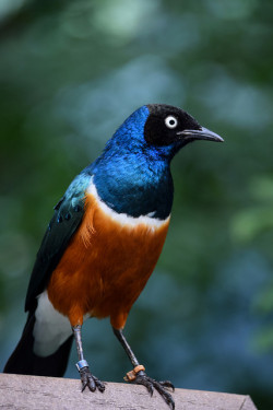 sdzoo:  Superb starling by jennbeening on Flickr.