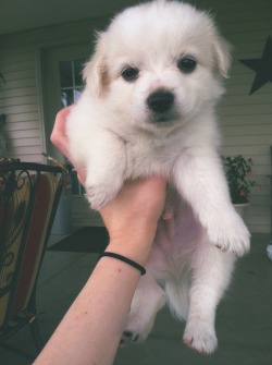 inhalexhal3: s4nctified:  I just got a puppy and oh my god  omg share 