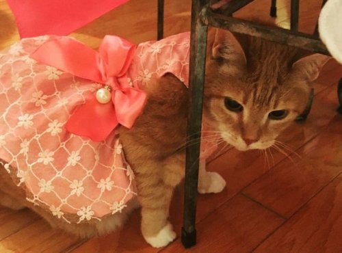 cybergata:  Family Throws Their Cat A Quinceañera For Her 15th Birthday
