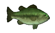 Various Fish By YRAM Enterprises