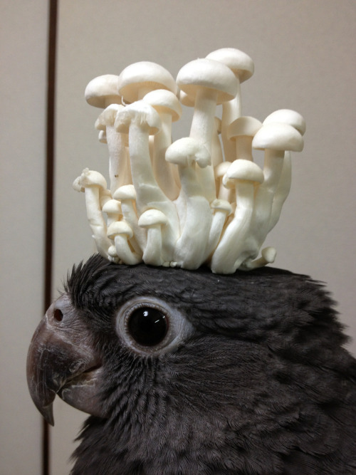 vani-lla:黒哥@greater vasa parrot has put a mushroom