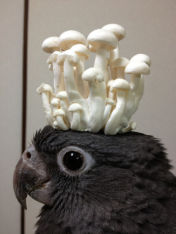 Importantbirds:  Greathaircut:  Mysterious New Creature  From New Planert Where Hat