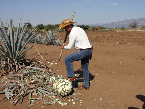 maybeimissedthepoint:  today in tough jobs   (part 2) El jimador 