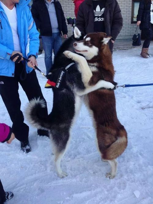 mybelovedsblood:These huskies are best friends