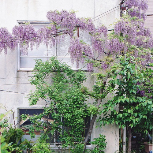 15:39 fujisawa kanagawa japan by masaaki miyara on Flickr.