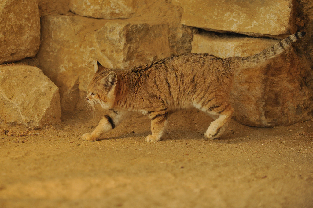 ternpest:Sand Cat (Anne-Marie Kalus) 