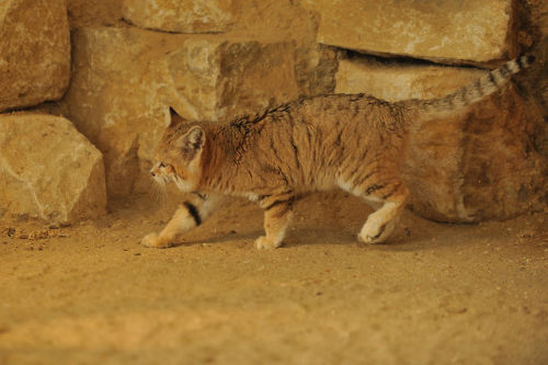 gerypratama:ternpest:Sand Cat (Anne-Marie Kalus)BAWA PULANG