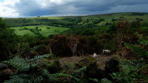 The Visitors - Set 1.Socially isolating in Nidderdale, North Yorkshire (exercising of course), amaze