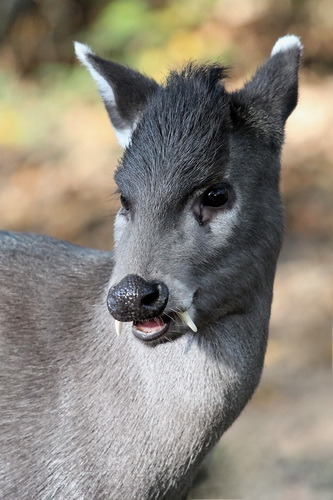 strangebiology:ALL* the fanged deer species*except some of these have multiple species thereinWater 