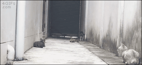 4gifs:  Ninja cat runs the gauntlet. [video]