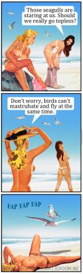 Do not underestimate seagulls….