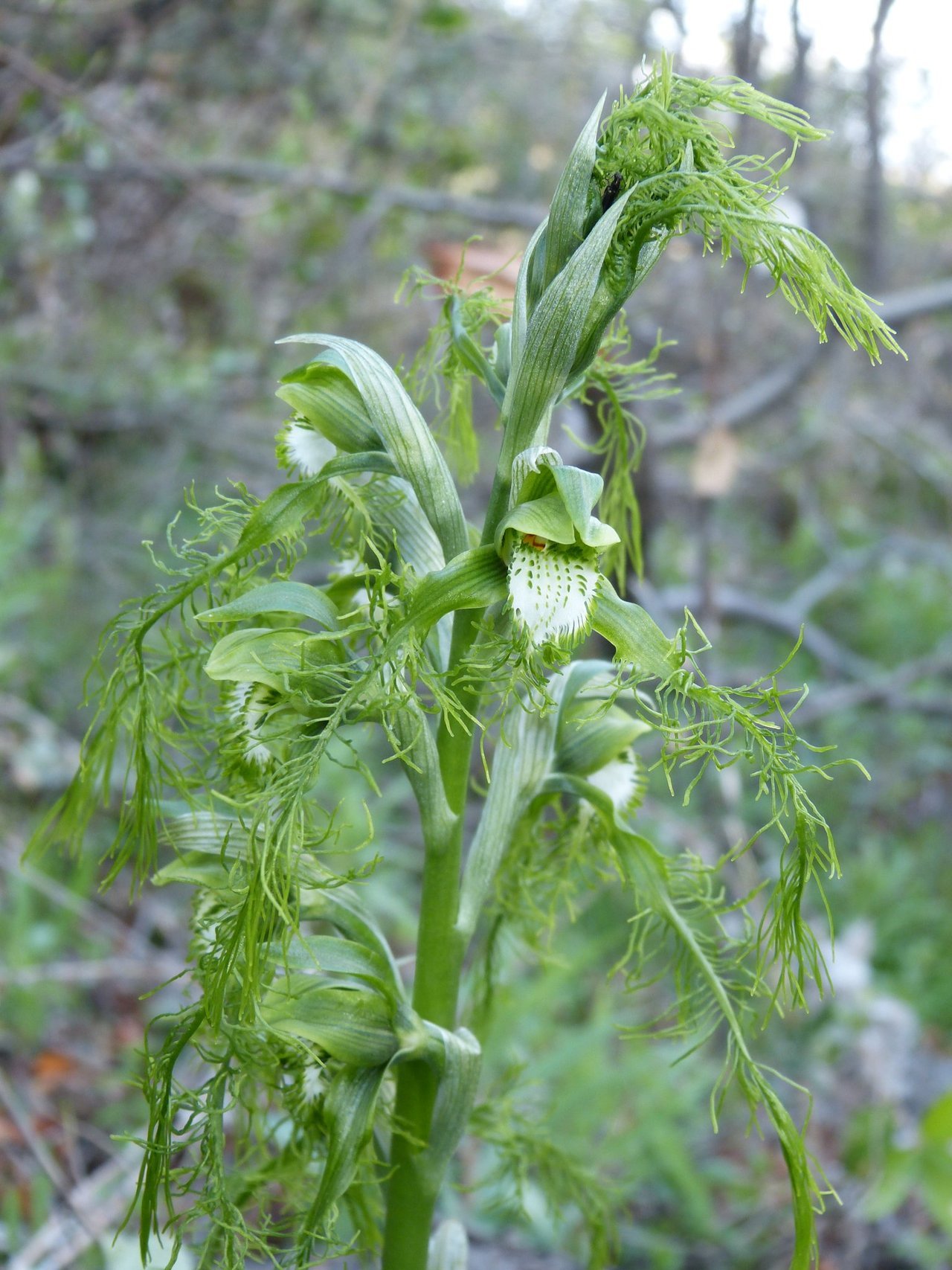 Bipinnula plumosa.
Orchidaceae: Chloraeeae.
By Nicolás García. [x]